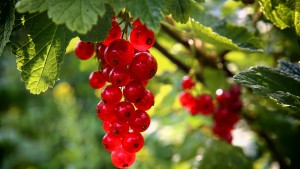 iagody-smorodina-krasnaia-makro
