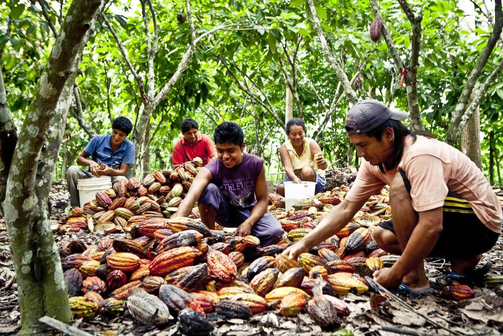 Cosecha de cacao. Comunidad Alto El Sol, Juanjuí.