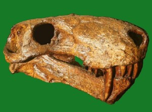 cherep_inostrancevii_gipsovaya_replika_s_originala_naydennogo_amalickim_iz_paleontologicheskoy_kollekcii_spbgu