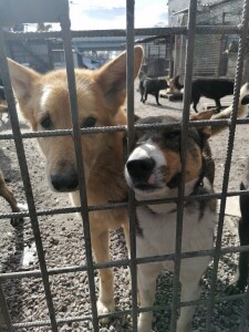 Подопечные приюта Ильинка